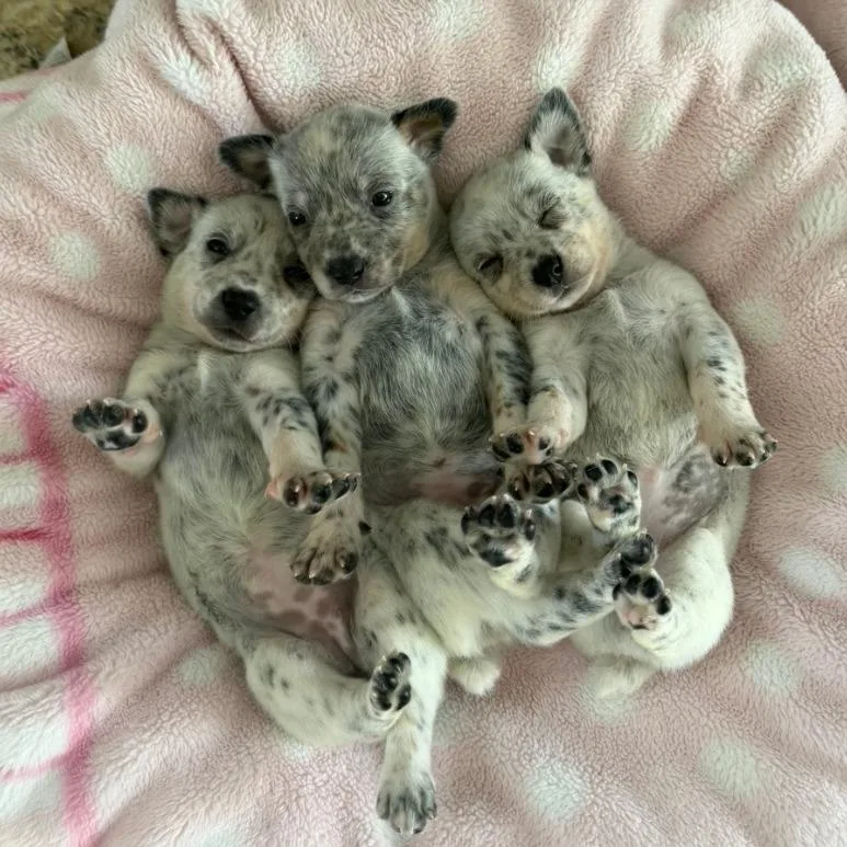 A baby small-sized female Gray / Blue / Silver Australian Cattle Dog / Blue Heeler dog named Monarch for adoption in Boerne, TX