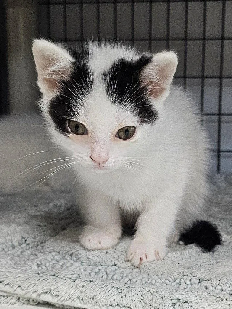 A baby small-sized female Domestic Short Hair cat named Pickle Jean for adoption in Lovingston, VA