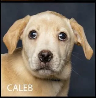 A baby medium-sized male Mixed Breed dog named Caleb for adoption in Cullman, AL