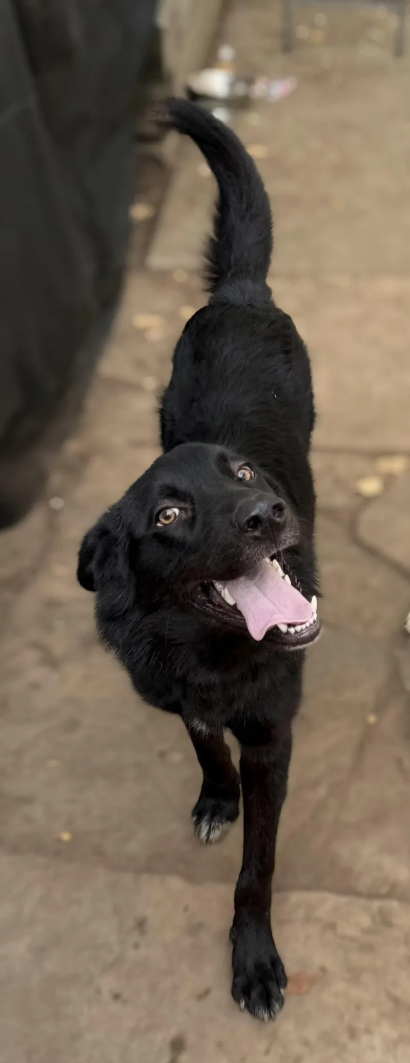 A young medium-sized male German Shepherd Dog dog named Rook for adoption in Elizabeth, CO