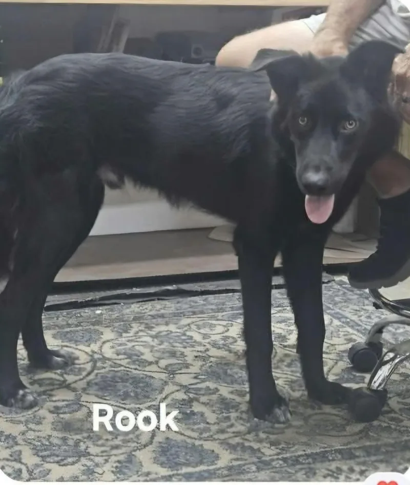 Rook thumbnail 2