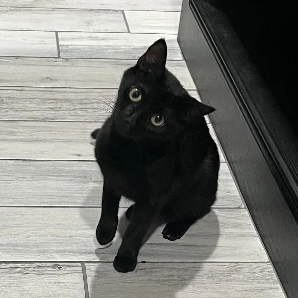 An adult medium-sized female Black Domestic Short Hair cat named Pink for adoption in Tulsa, OK