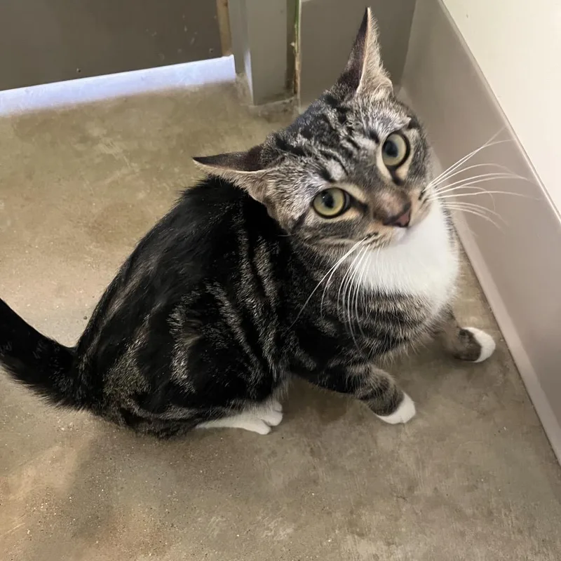 An adult small-sized female Brown / Chocolate Domestic Short Hair cat named Aster for adoption in Chicago, IL