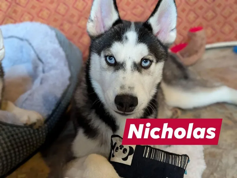 Nicholas