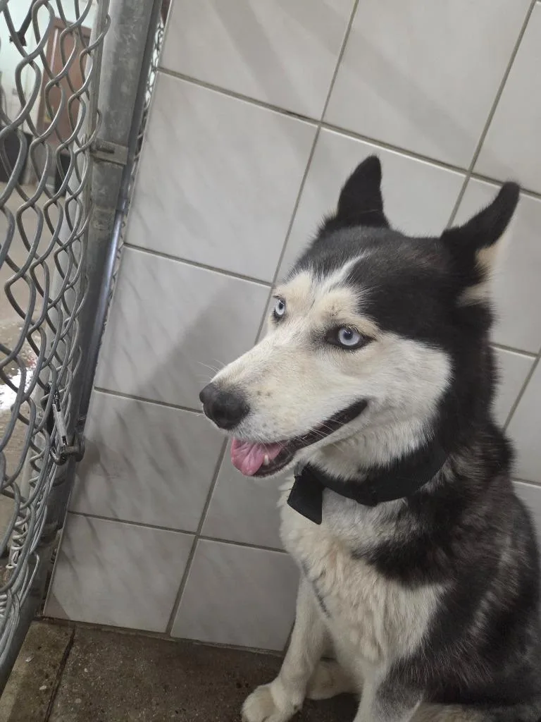 A young medium-sized female Husky dog named Osa for adoption in Rock Springs, WY
