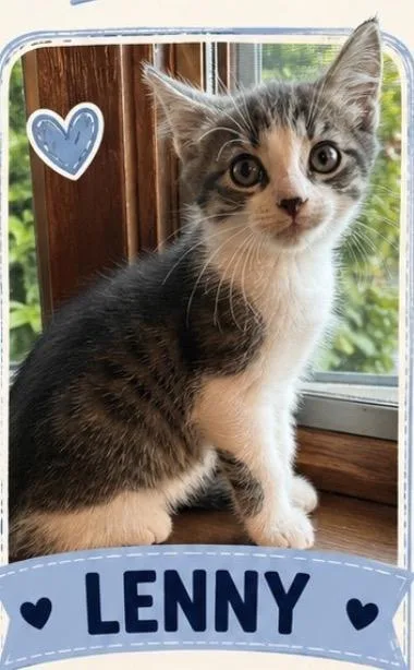 A baby medium-sized male Domestic Short Hair cat named Lenny for adoption in Crown Point, IN