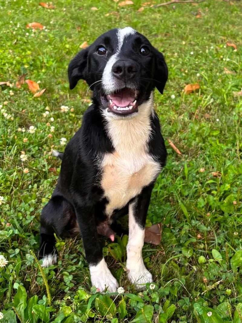 A baby medium-sized male Border Collie dog named Knox for adoption in China Township, MI