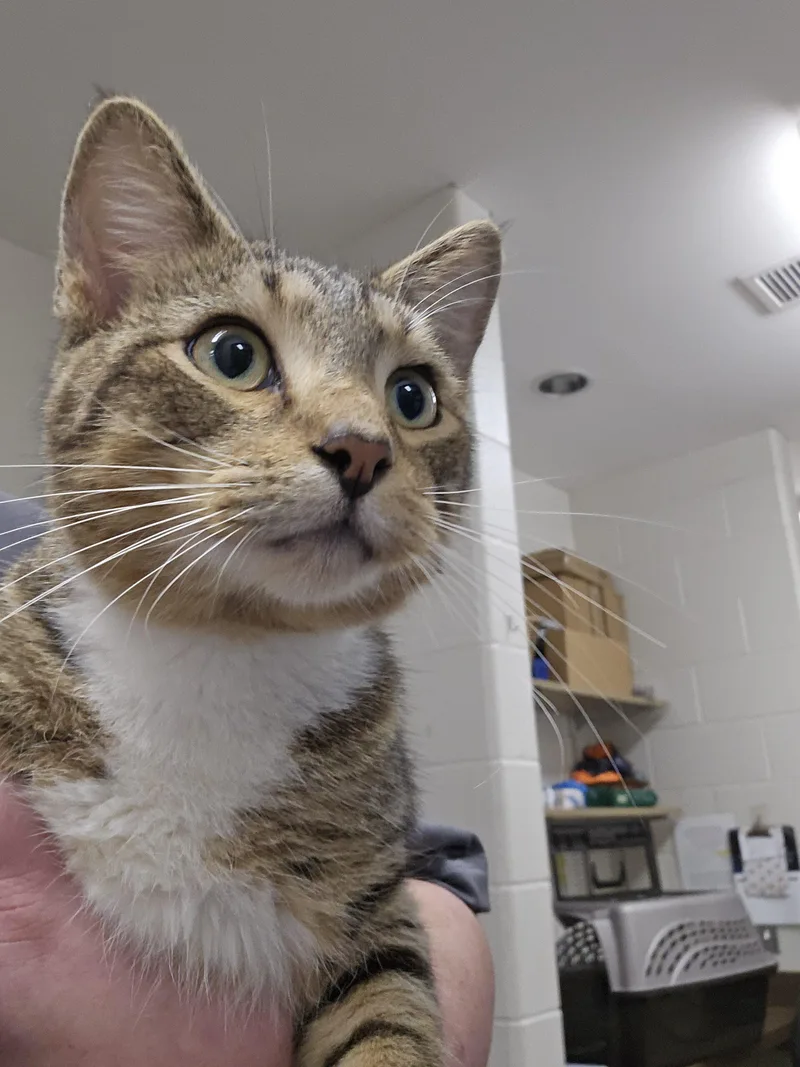 A young medium-sized male Tabby (Brown / Chocolate) Domestic Short Hair cat named Carlos for adoption in Burlington, IA