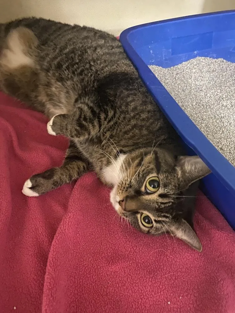 An adult large-sized female Domestic Short Hair cat named Freyta for adoption in Richmond, IN