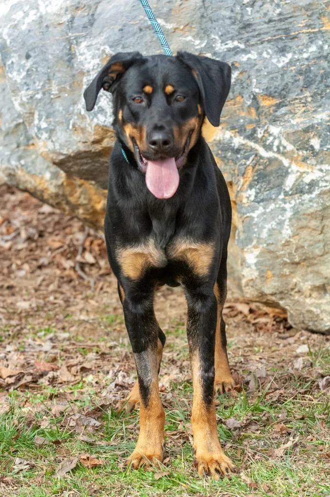 A young medium-sized male Rottweiler dog named Rusty Buckett for adoption in Johnson City, TN