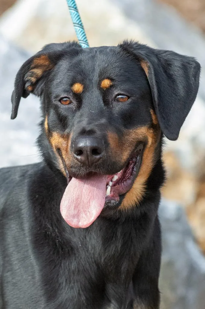 Rusty Buckett thumbnail 4