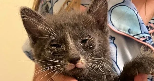 A baby small-sized male Gray & White Domestic Short Hair cat named Daisy for adoption in Albuquerque, NM