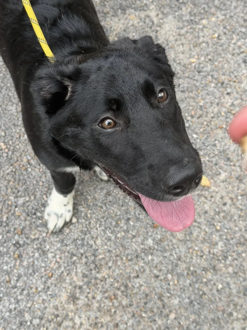 A baby large-sized female Shepherd dog named Minnow for adoption in Petersburg, VA