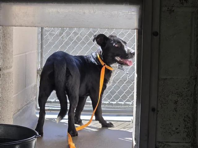 A young small-sized female Labrador Retriever dog named Wren for adoption in Albuquerque, NM
