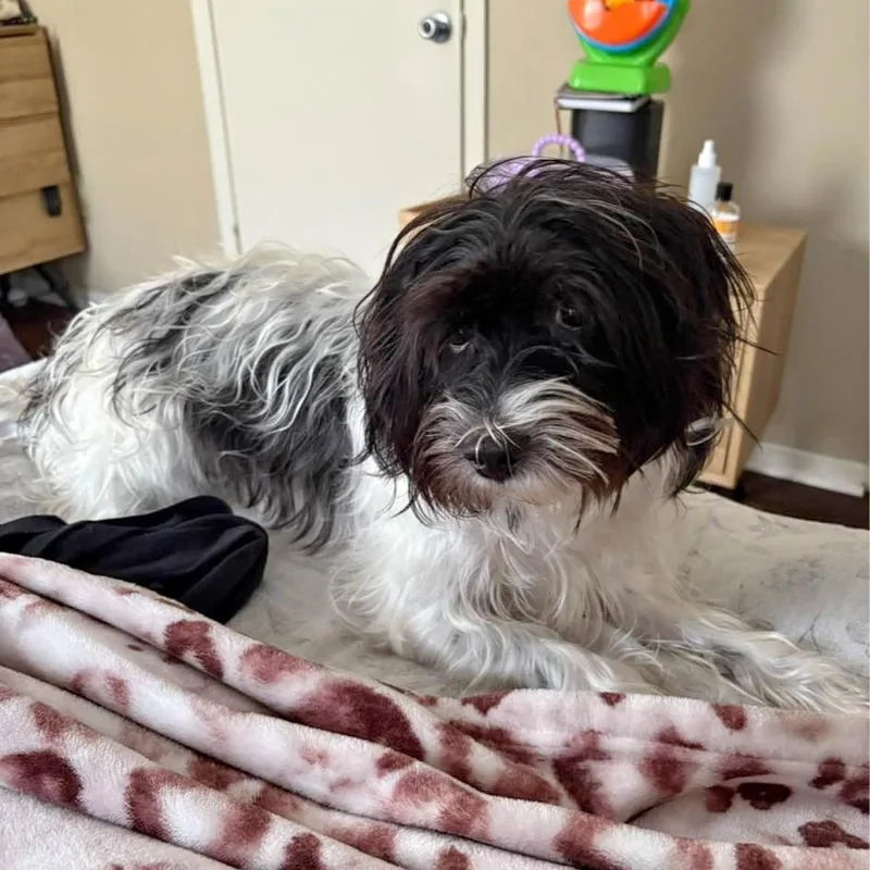 An adult small-sized male Havanese dog named Bubba for adoption in Mobile , AL