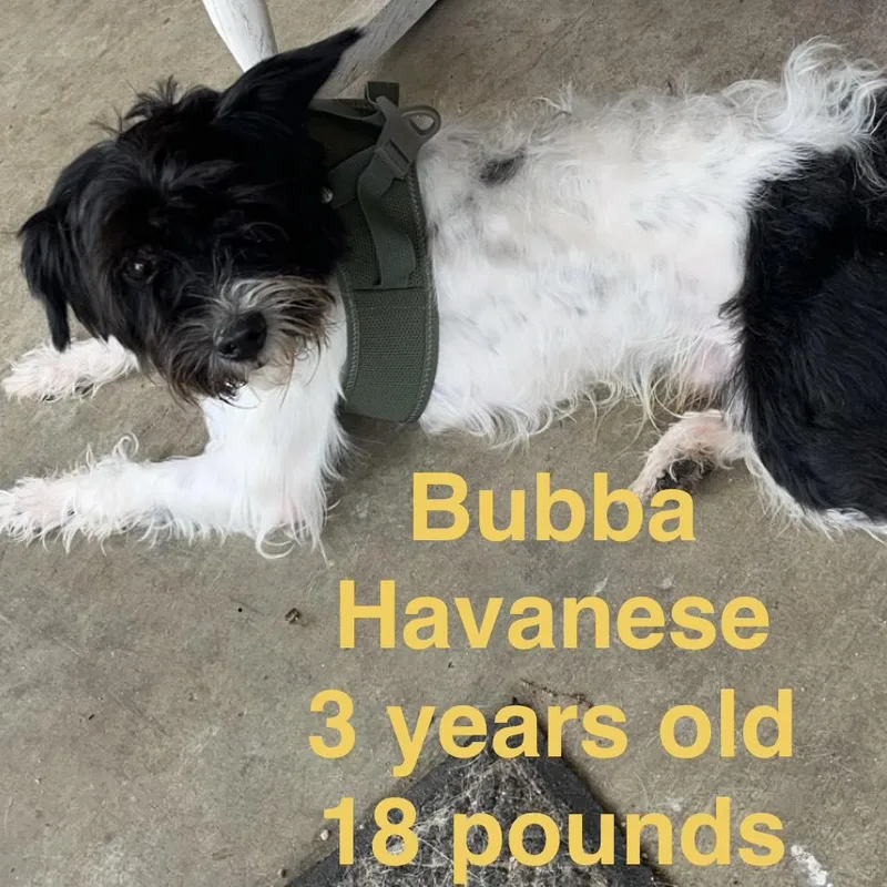 Bubba thumbnail 5