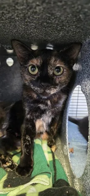 A young medium-sized female Domestic Short Hair cat named Mom for adoption in Rancho Cucamonga, CA