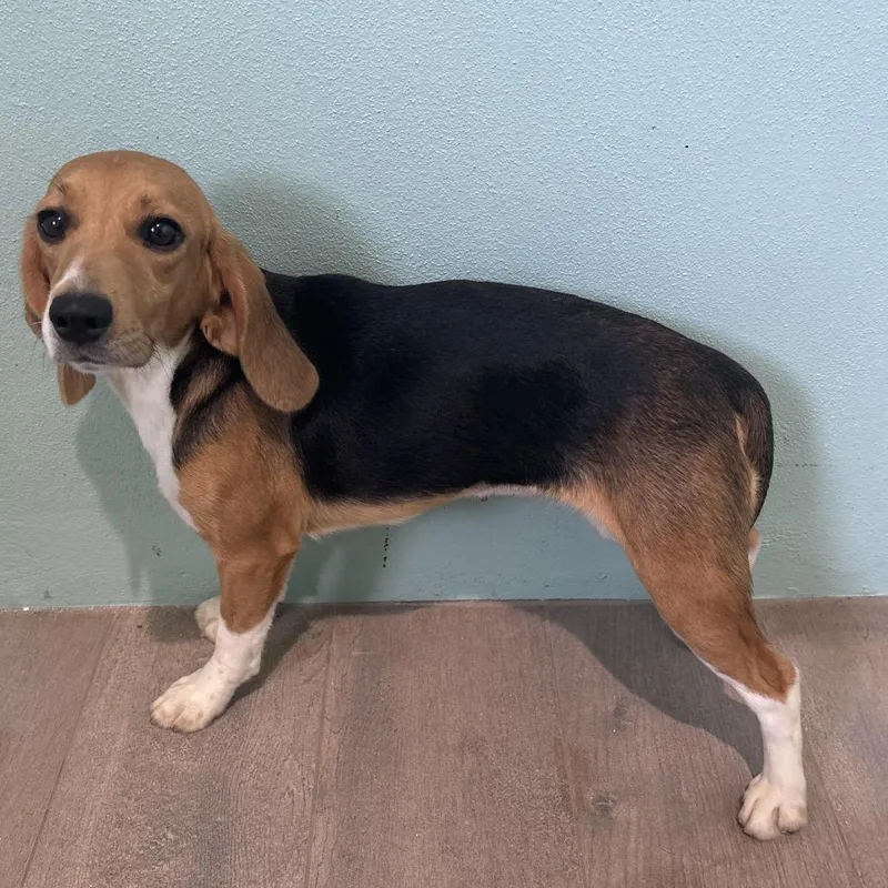 A young small-sized female Yellow / Tan / Blond / Fawn Beagle dog named Bubbles for adoption in LOXAHATCHEE, FL