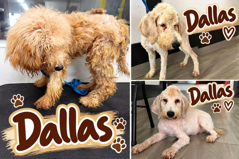 A baby medium-sized male Goldendoodle dog named Dallas for adoption in Canton , GA