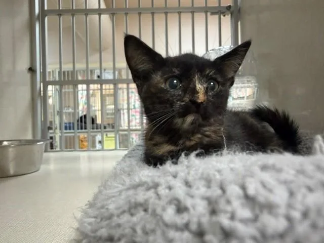 A baby small-sized female Domestic Short Hair cat named Taylor for adoption in Fairfield, CA