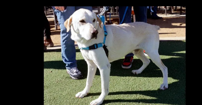 Sarah Pka Sadie thumbnail 2