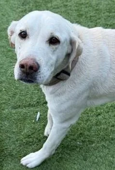 Sarah Pka Sadie thumbnail 4