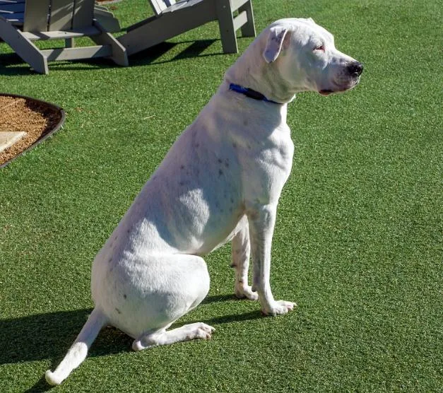 Sarah Pka Sadie thumbnail 5