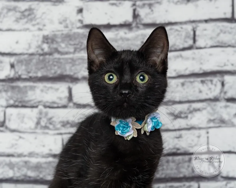 A baby medium-sized female Black Bombay cat named Margo for adoption in Tuscaloosa, AL