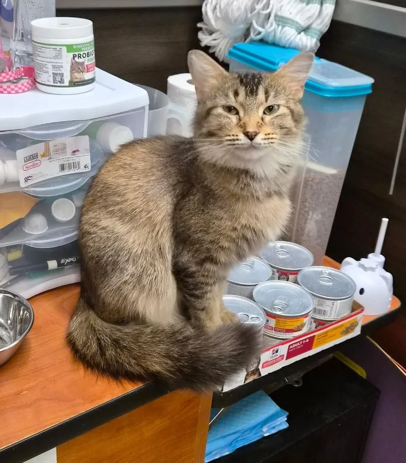 A young medium-sized female Tabby (Brown / Chocolate) Domestic Medium Hair cat named Cinnamon for adoption in Belleville, IL