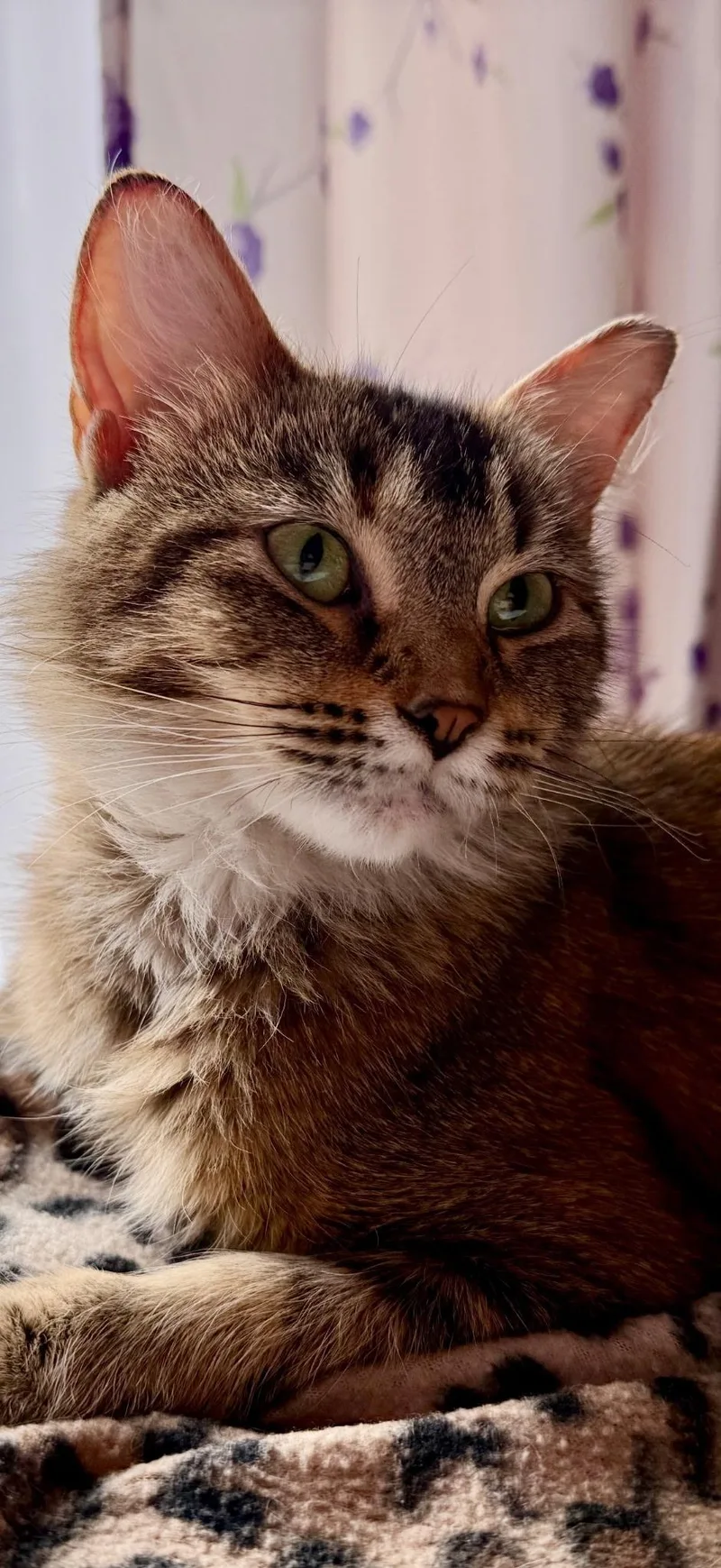 Cinnamon thumbnail 2