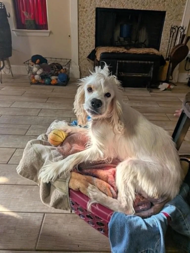 An adult small-sized male Cocker Spaniel dog named Buzz for adoption in Austin, TX