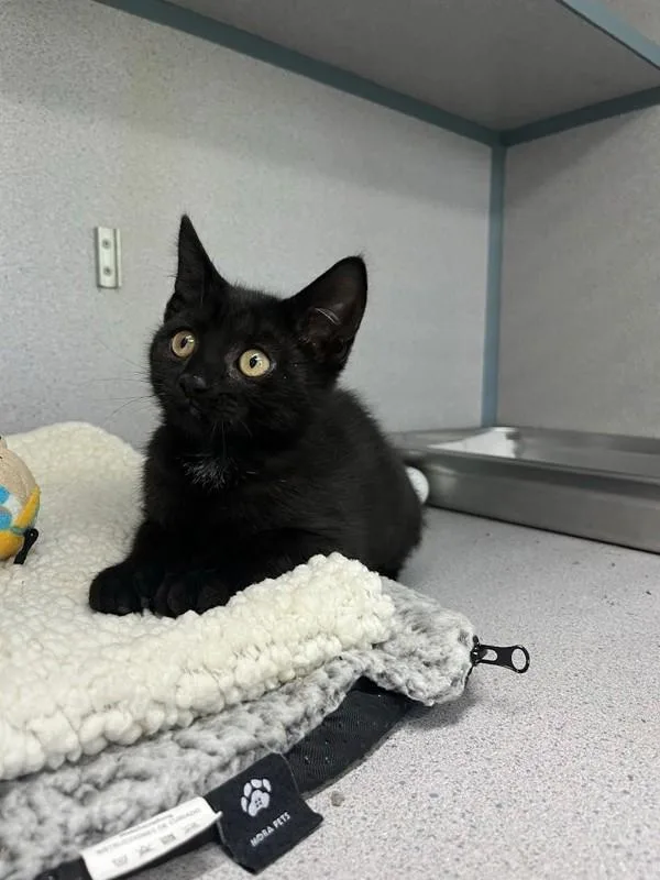 A baby small-sized female Domestic Short Hair cat named Brownie for adoption in Skillman, NJ