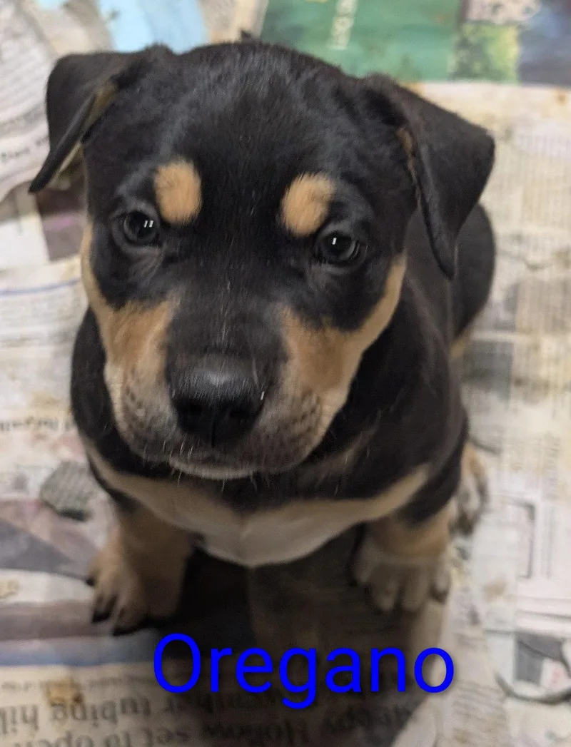 Oregano thumbnail 3