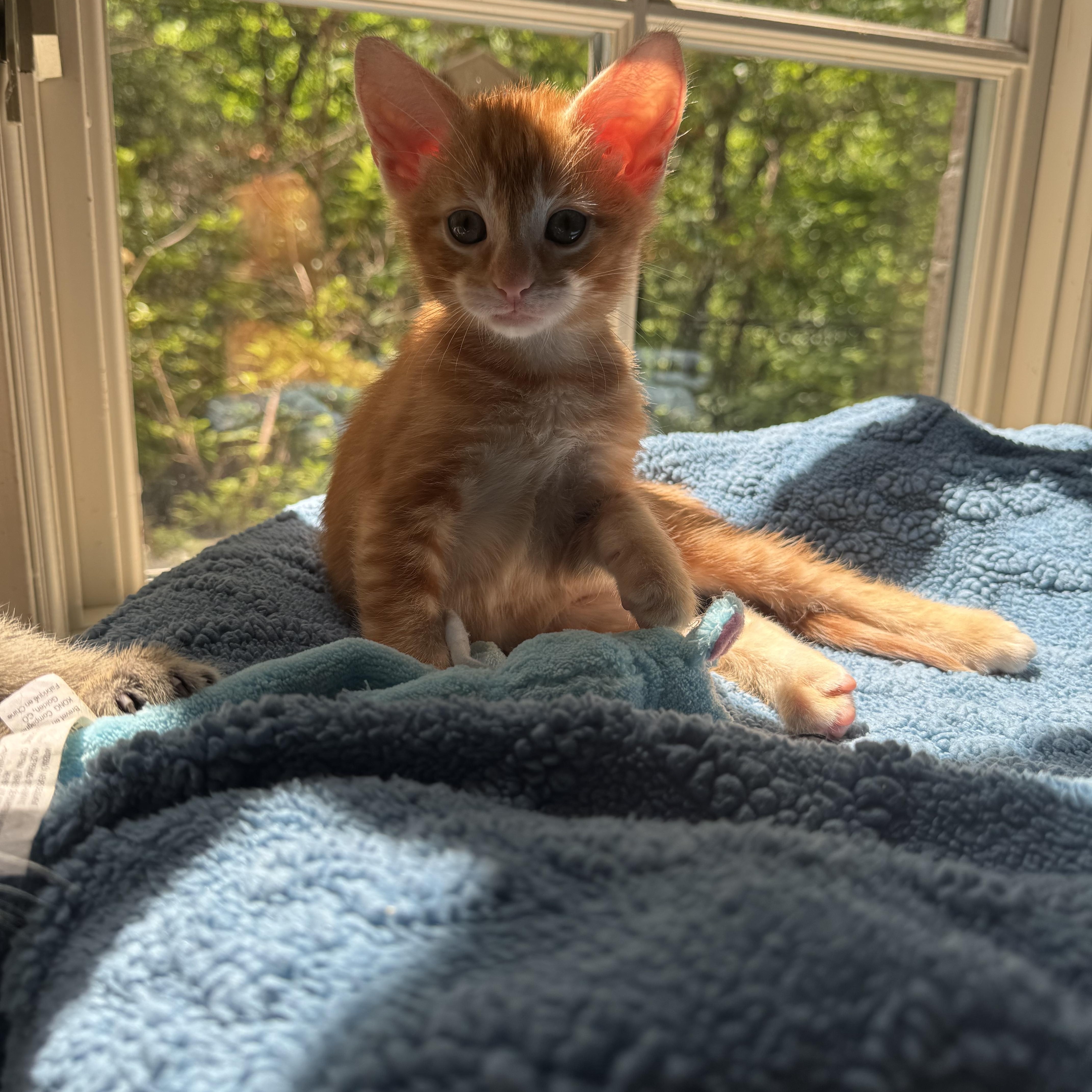 A baby medium-sized male Tabby (Orange / Red) Domestic Short Hair cat named Paprika for adoption in Tuscaloosa, AL