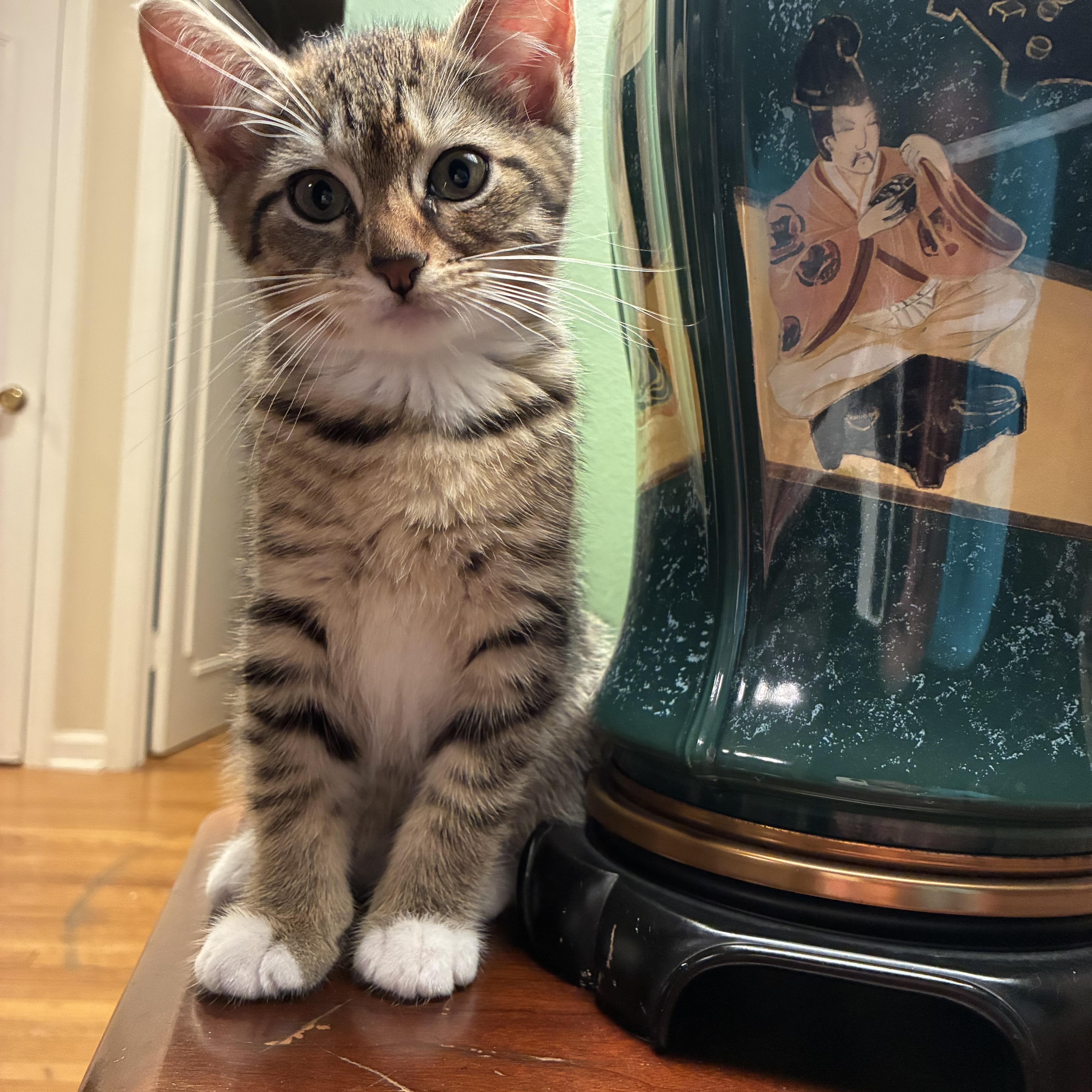 A baby small-sized male Tabby (Brown / Chocolate) Domestic Short Hair cat named Darling Daniel for adoption in Stamford, CT