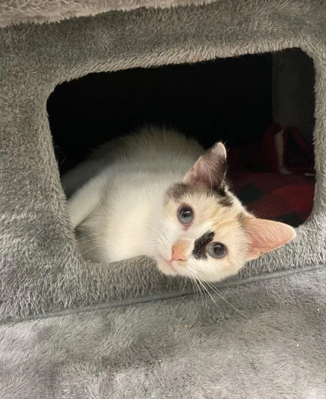 A young medium-sized female Domestic Short Hair cat named Dawn for adoption in Gonic, NH