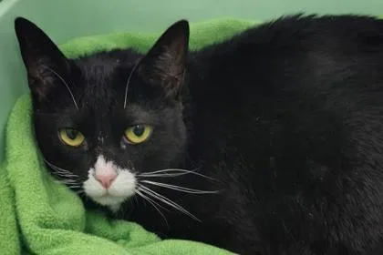 An adult small-sized female Domestic Short Hair cat named Milk Dud for adoption in West Chester, PA