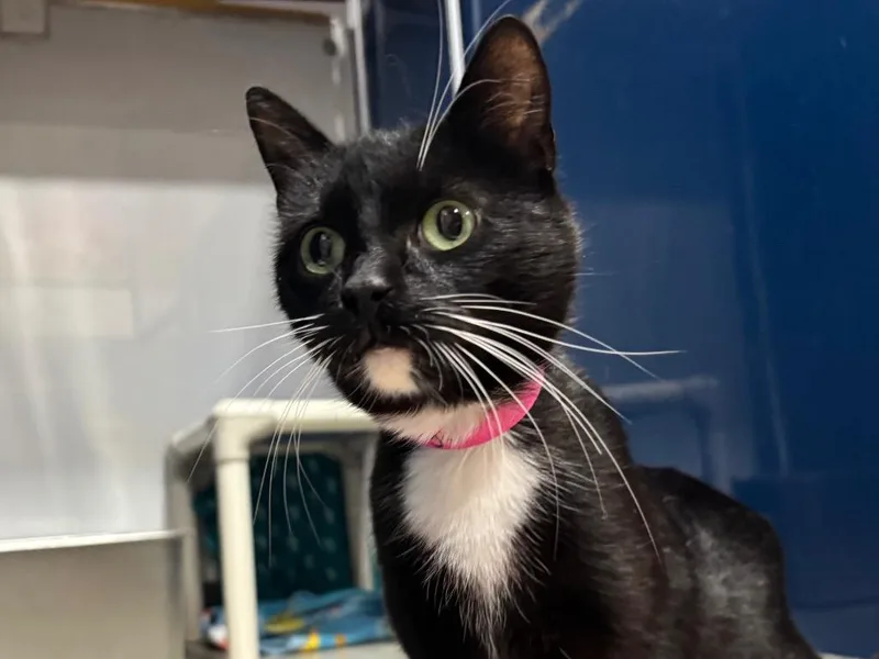 A young small-sized female Domestic Short Hair cat named Brigid for adoption in Powell, OH