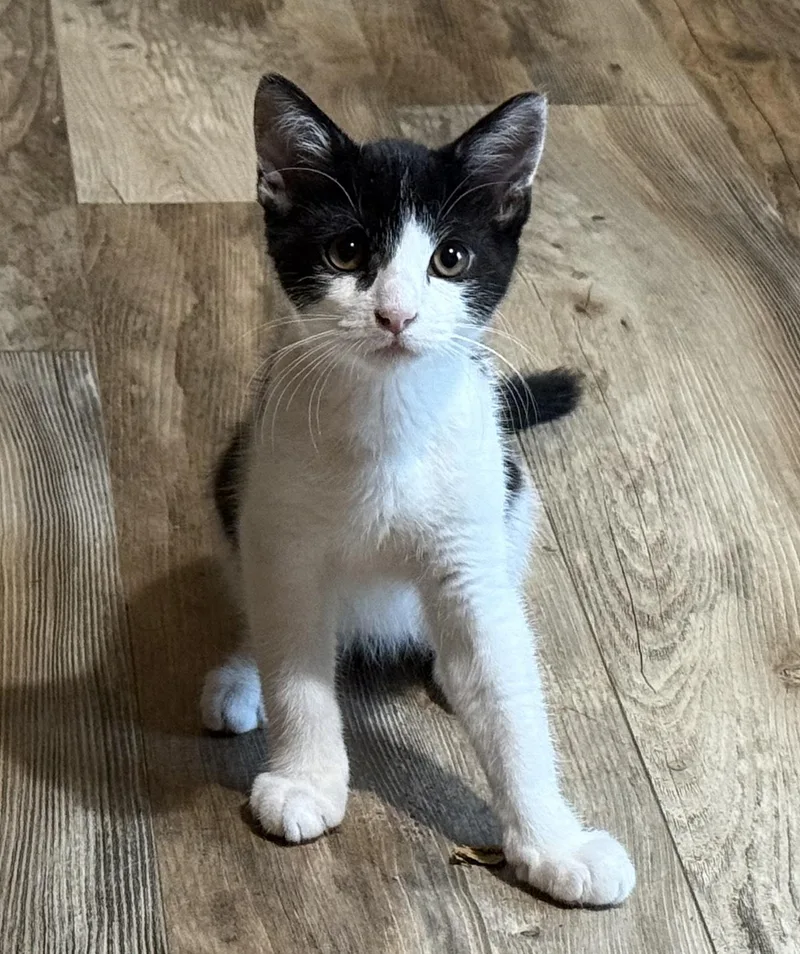 A baby medium-sized male Black & White / Tuxedo Domestic Short Hair cat named Judo for adoption in Lexington, KY