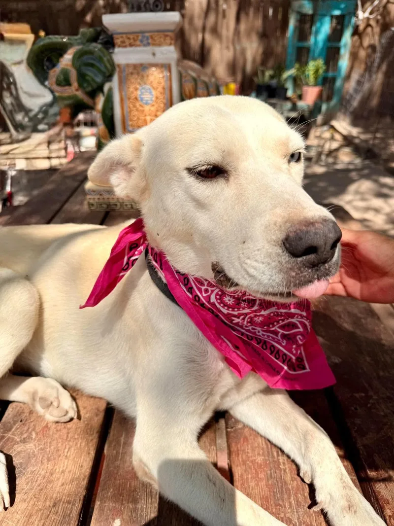 A young medium-sized female Retriever dog named Hazel for adoption in Gregory, TX