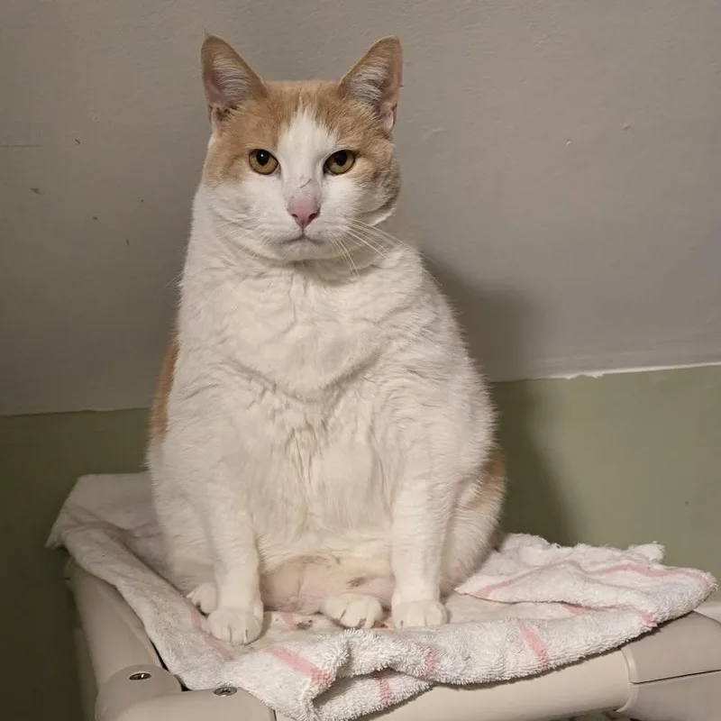 An adult extra large-sized female Buff & White Domestic Short Hair cat named Clara for adoption in Huntington, NY