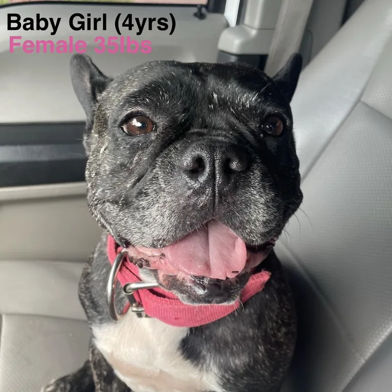 An adult medium-sized female French Bulldog dog named Baby Girl for adoption in Gainesville, VA