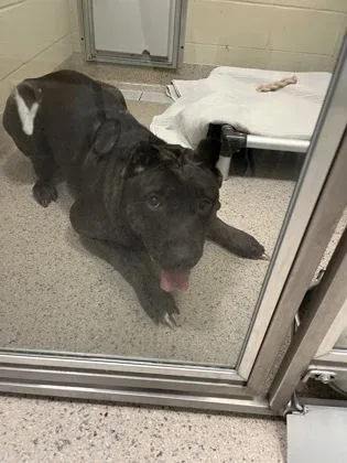 An adult large-sized female Cane Corso dog named Anorra for adoption in Fishers, IN