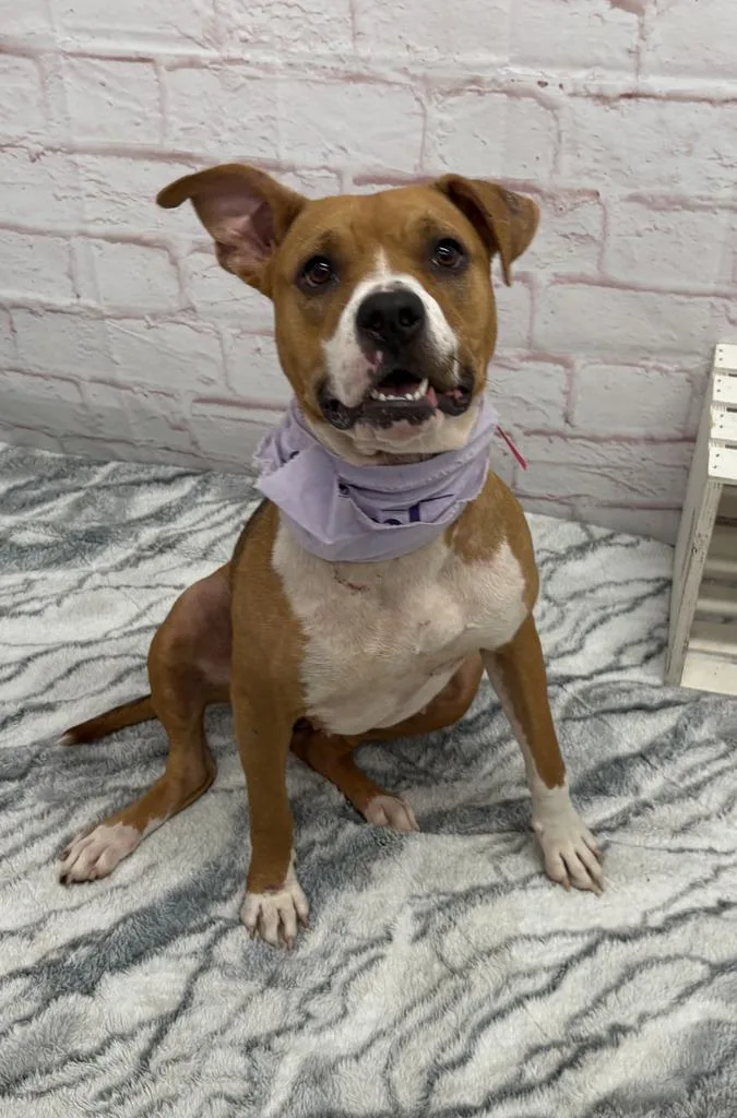 A young medium-sized female Mixed Breed dog named Kepi for adoption in Detroit, MI