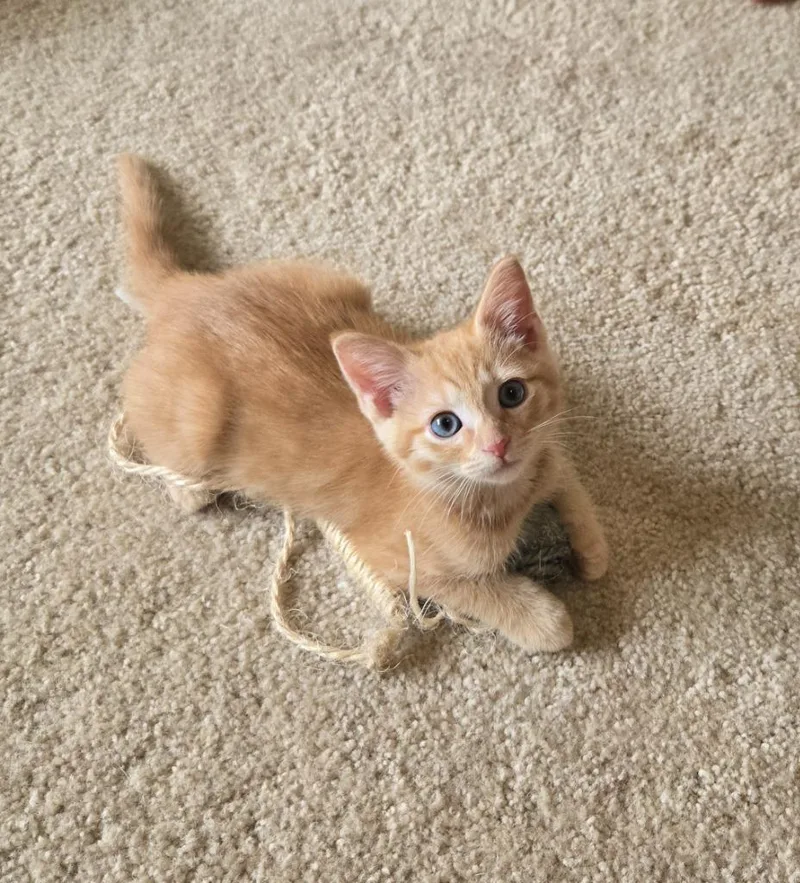 A baby medium-sized male Domestic Short Hair cat named Nemo for adoption in Hoover , AL