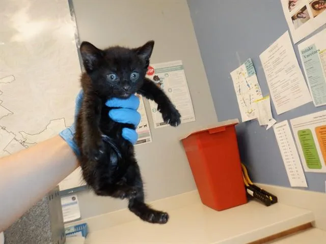 A baby small-sized female Domestic Short Hair cat named Atzri for adoption in San Jose, CA