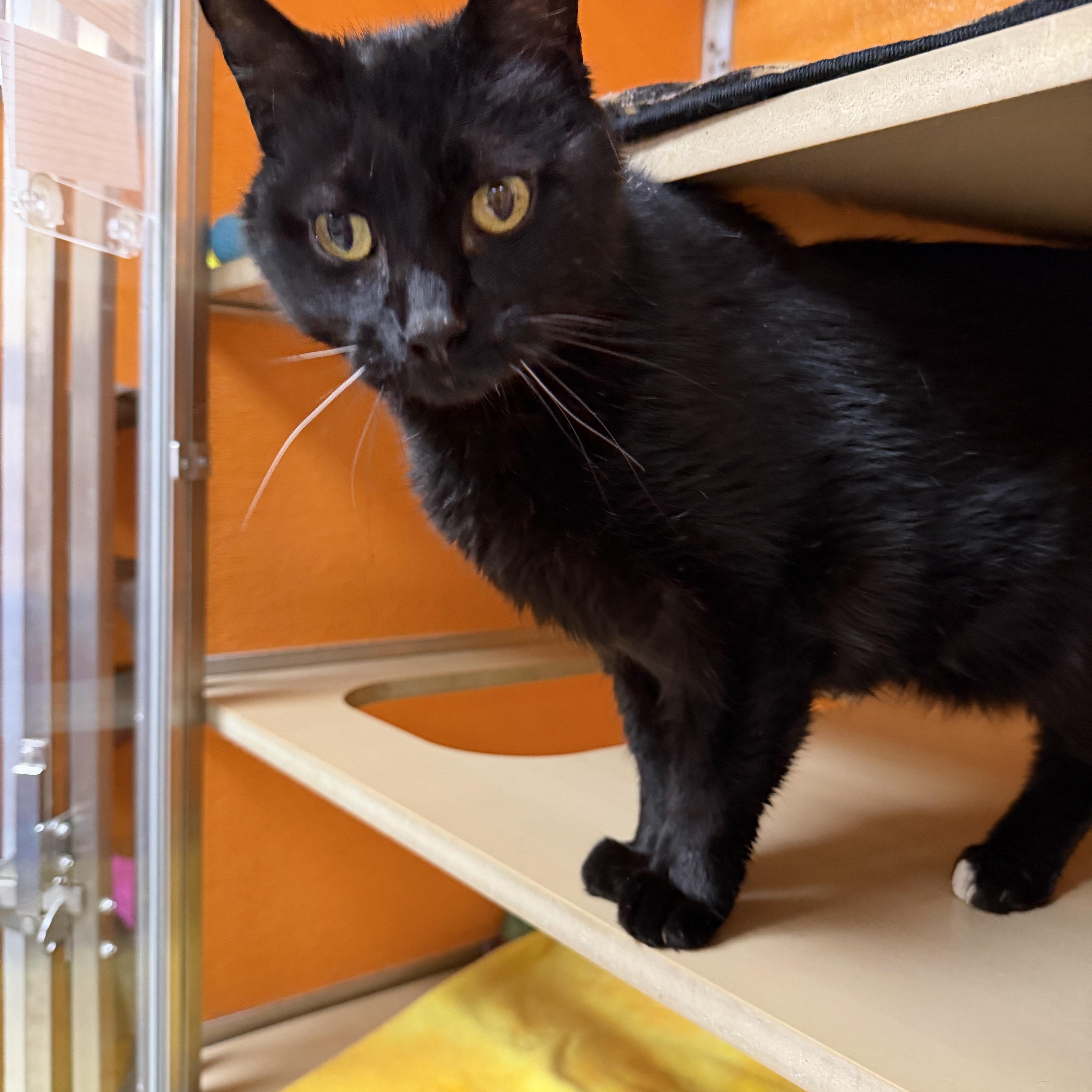 A senior large-sized male Black Domestic Short Hair cat named Salem for adoption in Elyria, OH