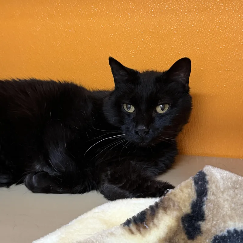 Salem thumbnail 2