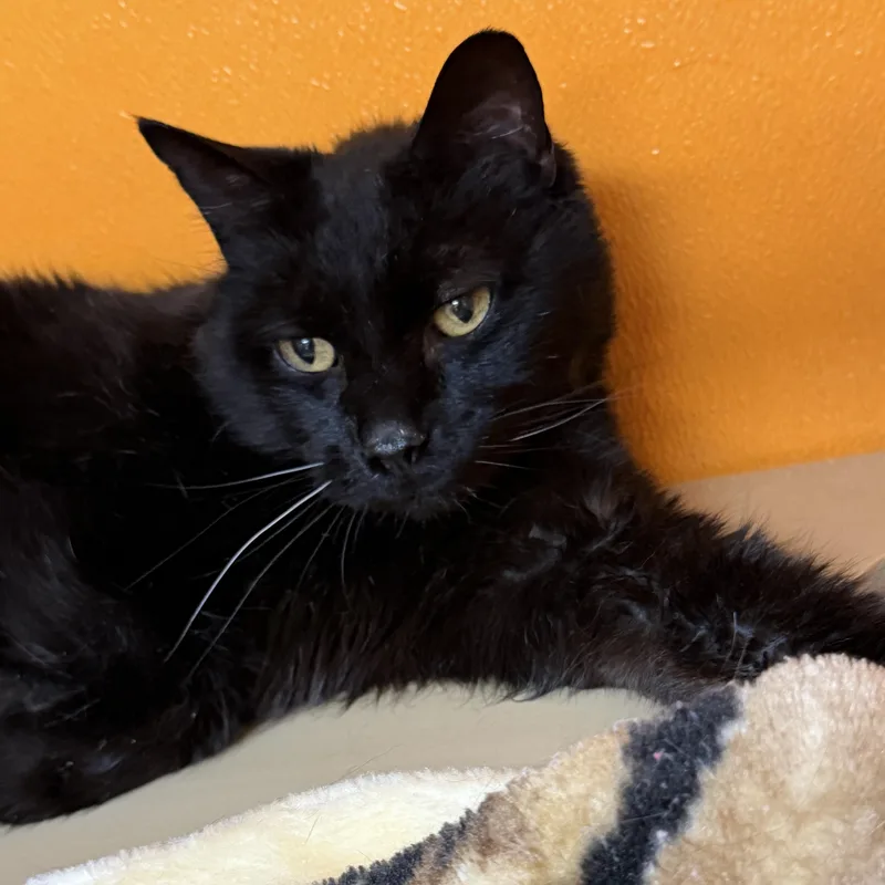 Salem thumbnail 3