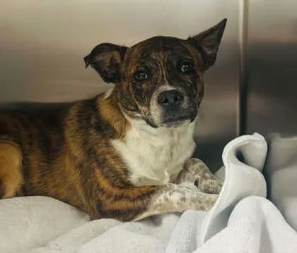 A baby medium-sized male Mixed Breed dog named Opie for adoption in West Chester, PA